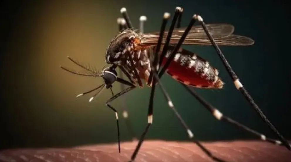 Alertan sobre un posible brote de dengue en América Latina cuál es la