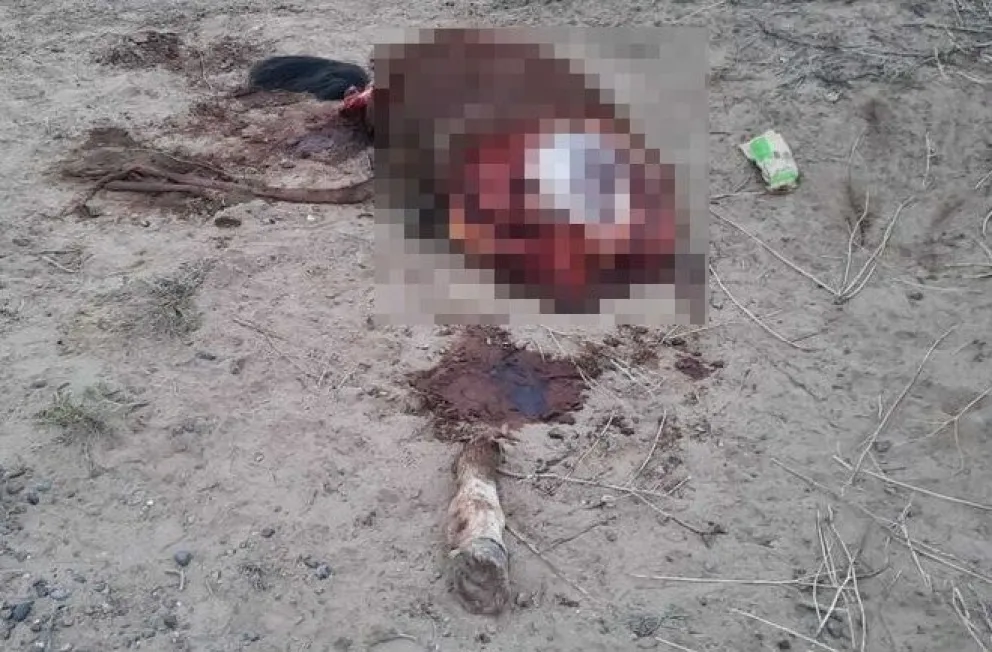 Faenaron los caballos que ocasionaron el accidente en Autovía norte