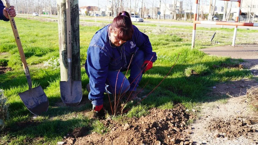 Entre la poda y el resembrado, preparan la ciudad para la llegada de la primavera 