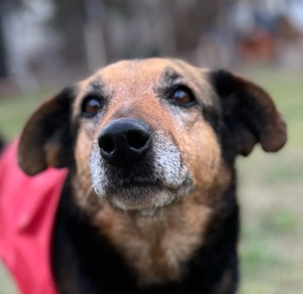 La fundación SOS Animal pide colaboración para dar en adopción a los últimos perros