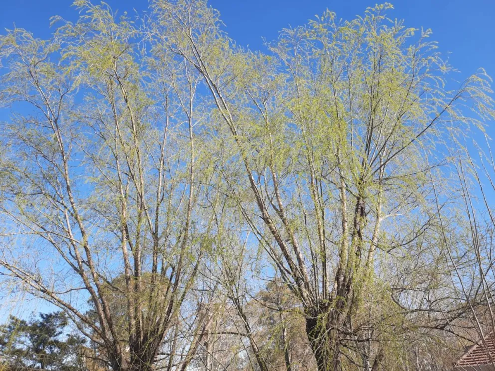 ¿Se adelantó la primavera? ¡O se corrió el mes!