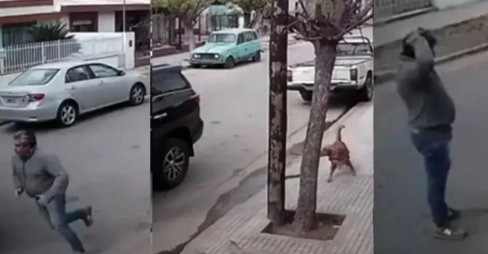 Video: se subió el perro a la camioneta, tocó el cambio y chocó contra la vivienda del vecino