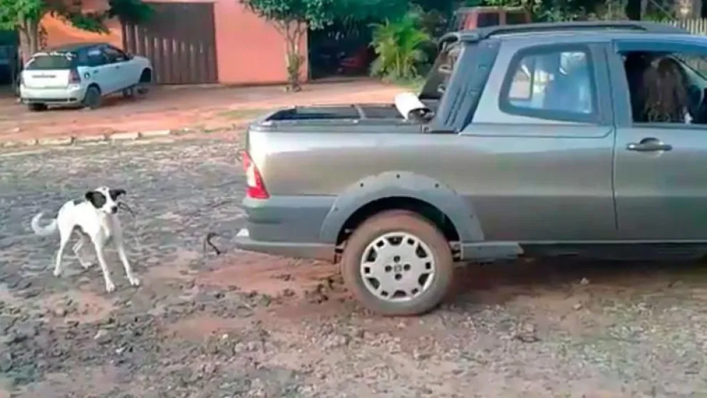 Maltrato animal: golpearon a un perrito y lo arrastraron con la camioneta
