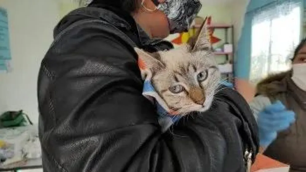 Castraciones gratuitas de perros y gatos: dónde y cuándo