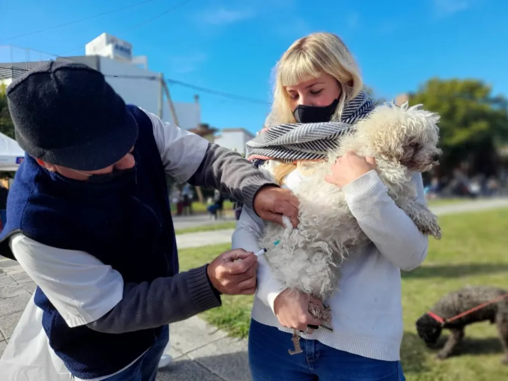 Atención gratuita para perros y gatos: seguirán los controles en Anai Mapu y Club San Martín  