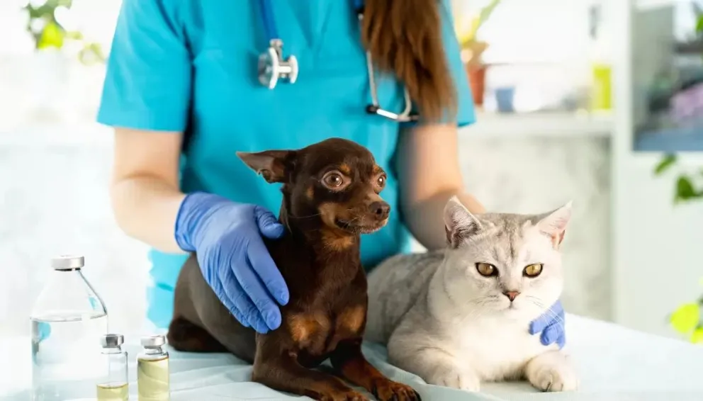 Castración gratuita de mascotas: ¿Dónde pedir turno durante septiembre?