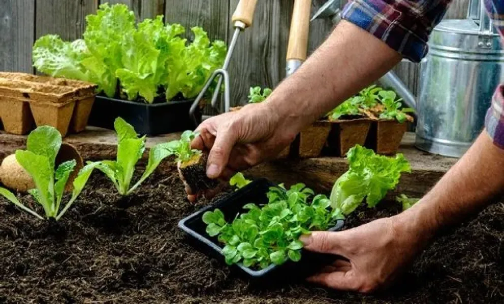 Gratis: feria de plantines e intercambio de semillas agroecológicas 