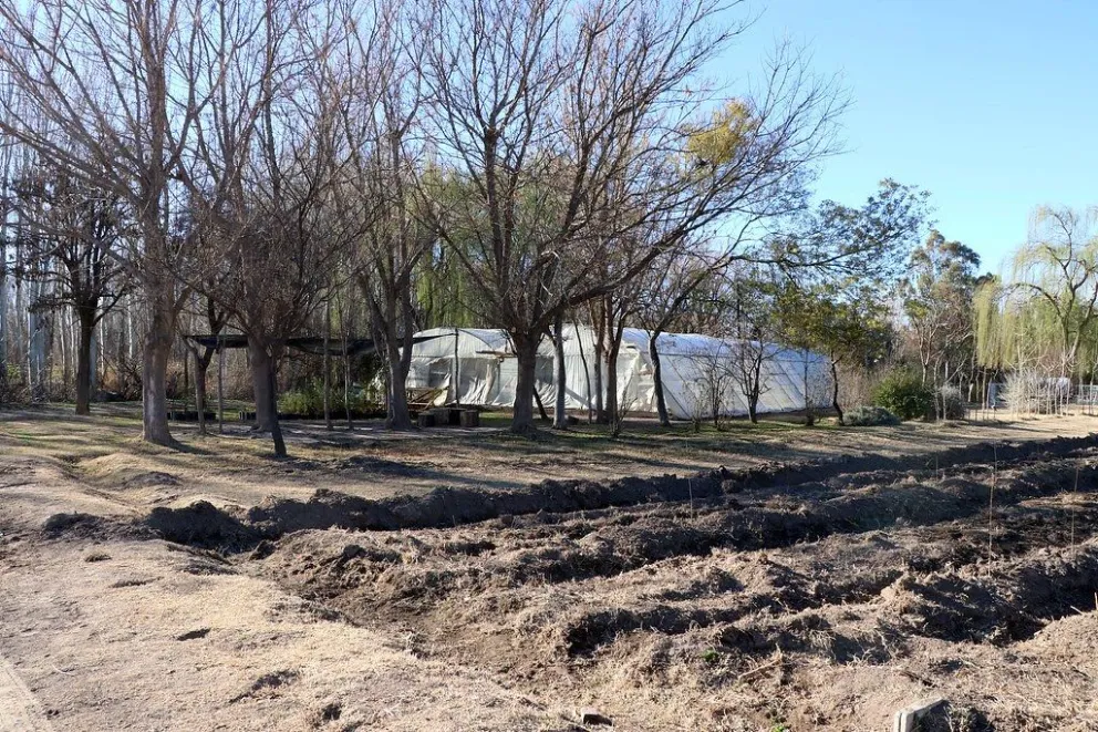 Se entregaron más de 500 árboles de vereda para distintas zonas verdes de la ciudad