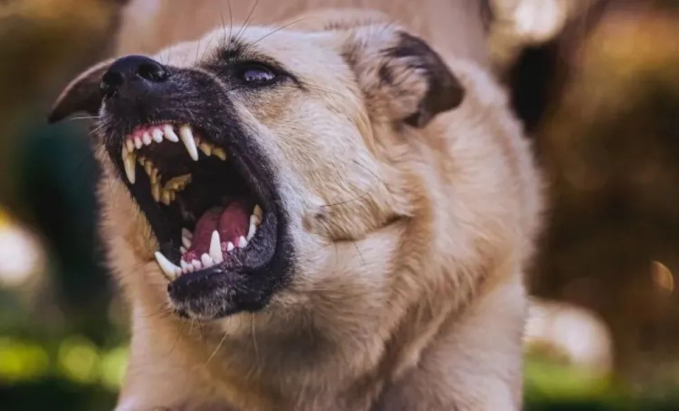 Horror en Formosa: una mujer falleció luego de ser atacada por sus tres perros