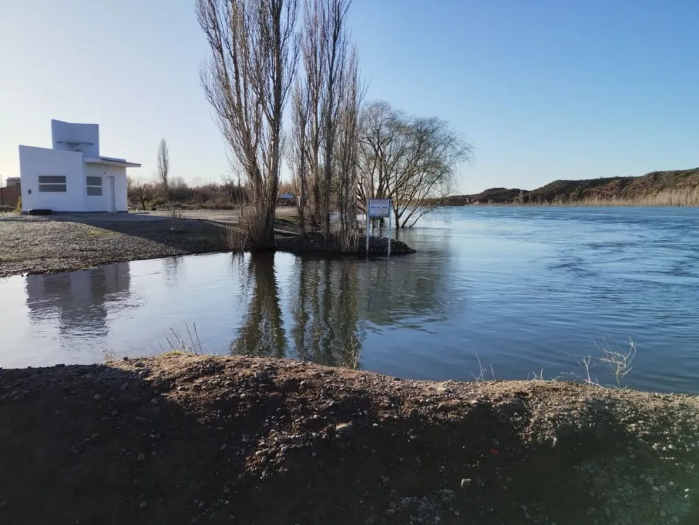 Insólito: invasión de carpas en las chacras por la crecida de los ríos