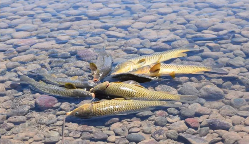 Habilitan la pesca experimental y comercial de carpas en el lago Pellegrini