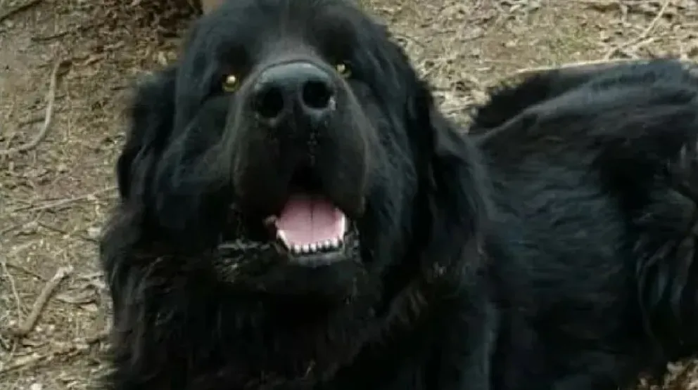 Absolvieron al acusado de matar al perro Bayron 