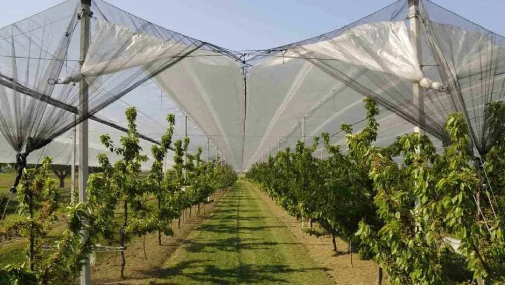 Créditos a tasas especiales para productores frutícolas: ¿para que se pueden utilizar?