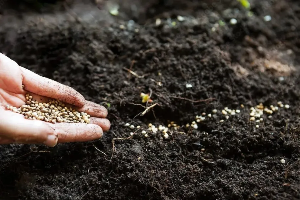 Comenzó la entrega de semillas en los barrios cipoleños, entérate cómo retirarlas en forma gratuita