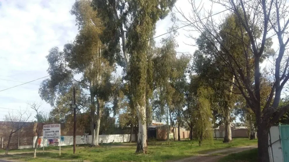 Fallo Judicial obliga a retirar árboles de un espacio verde