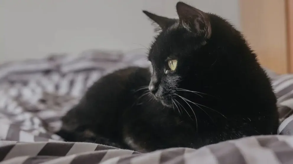 La importancia de cuidar a los gatos negros en octubre