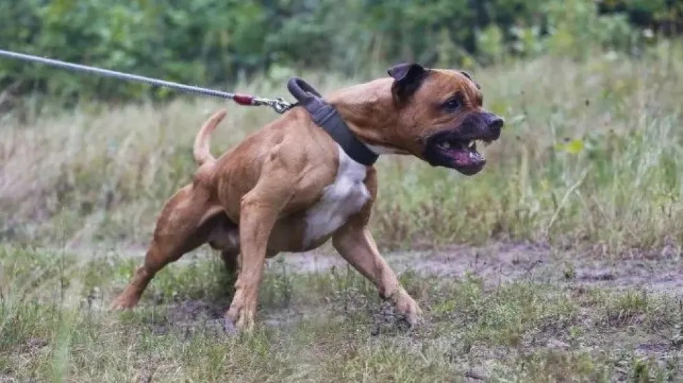 Un nene de dos años fue brutalmente atacado por su perro y lucha por su vida