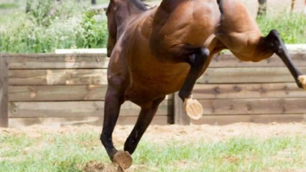Tragedia y dolor: murió un nene de 2 años tras ser pateado en el rostro por un caballo