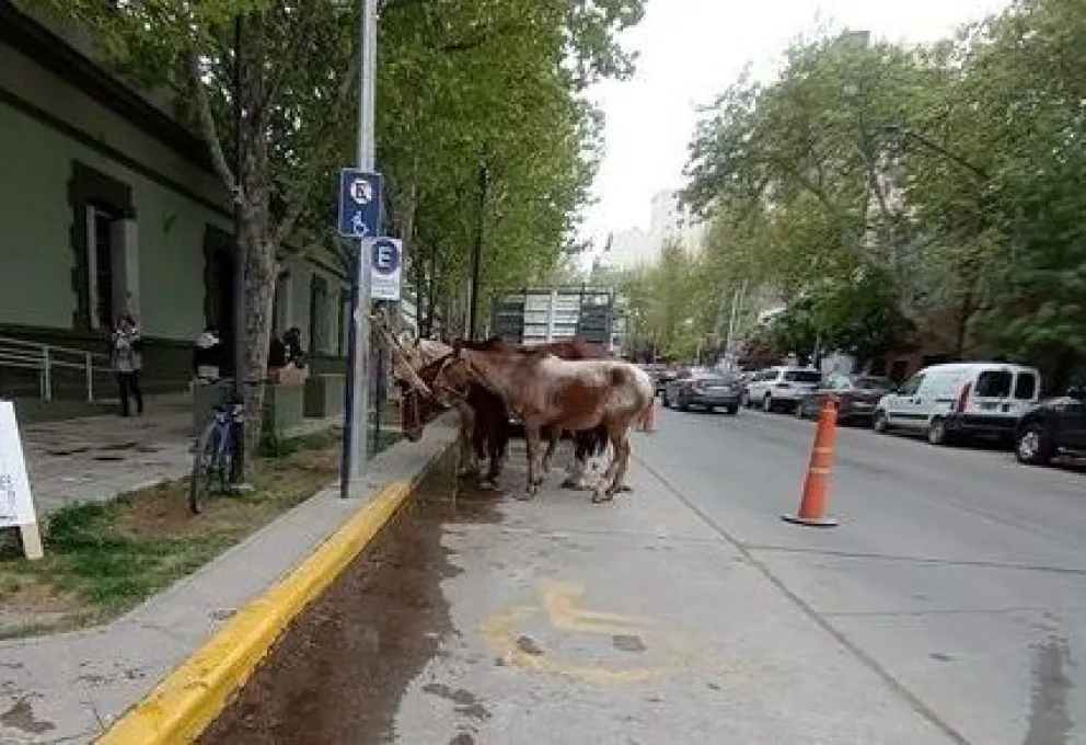 Protesta con caballos en Casa de Gobierno: "no comemos arena, comemos pasto"