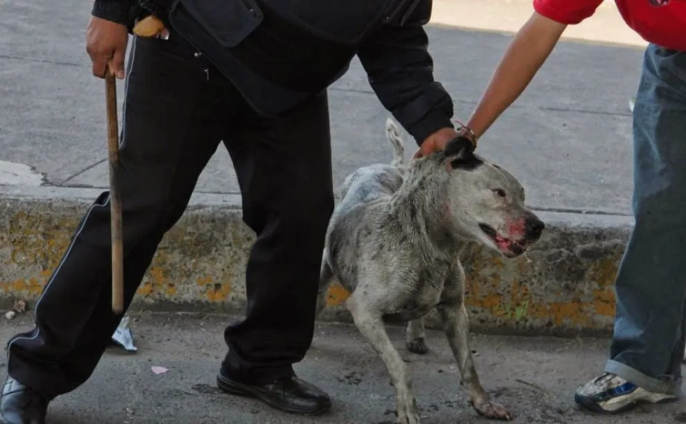 Fue condenado por la Justicia tras ahorcar a un perro y tirarlo moribundo en un basural