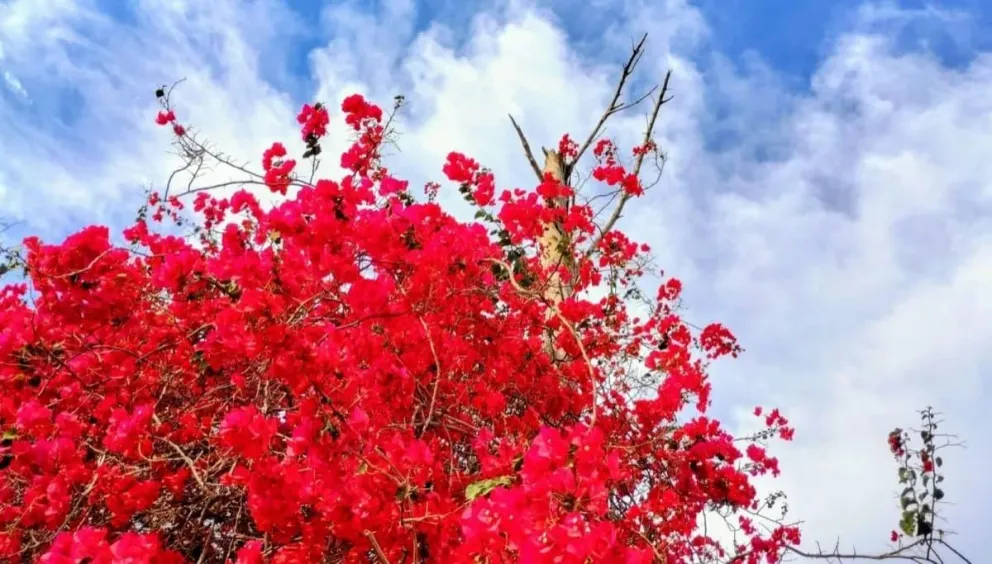 Viernes 13 de octubre en Cipolletti:  Cielo despejado y agradable temperatura