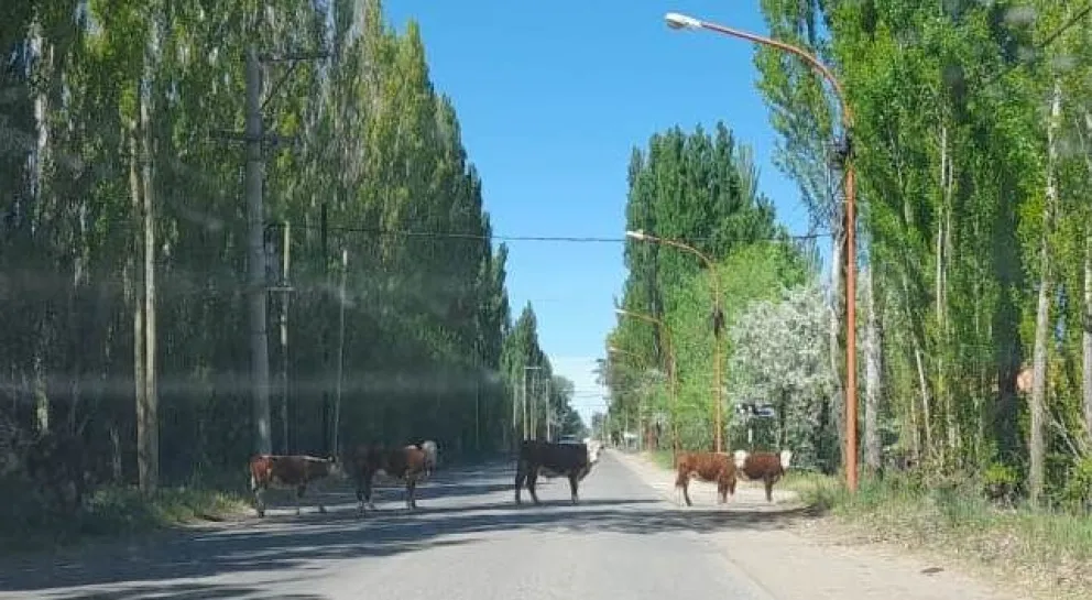 ¿Un piquete de vacas camino a Ferri?: otra vez animales sueltos por calles de mucho tránsito en la ciudad