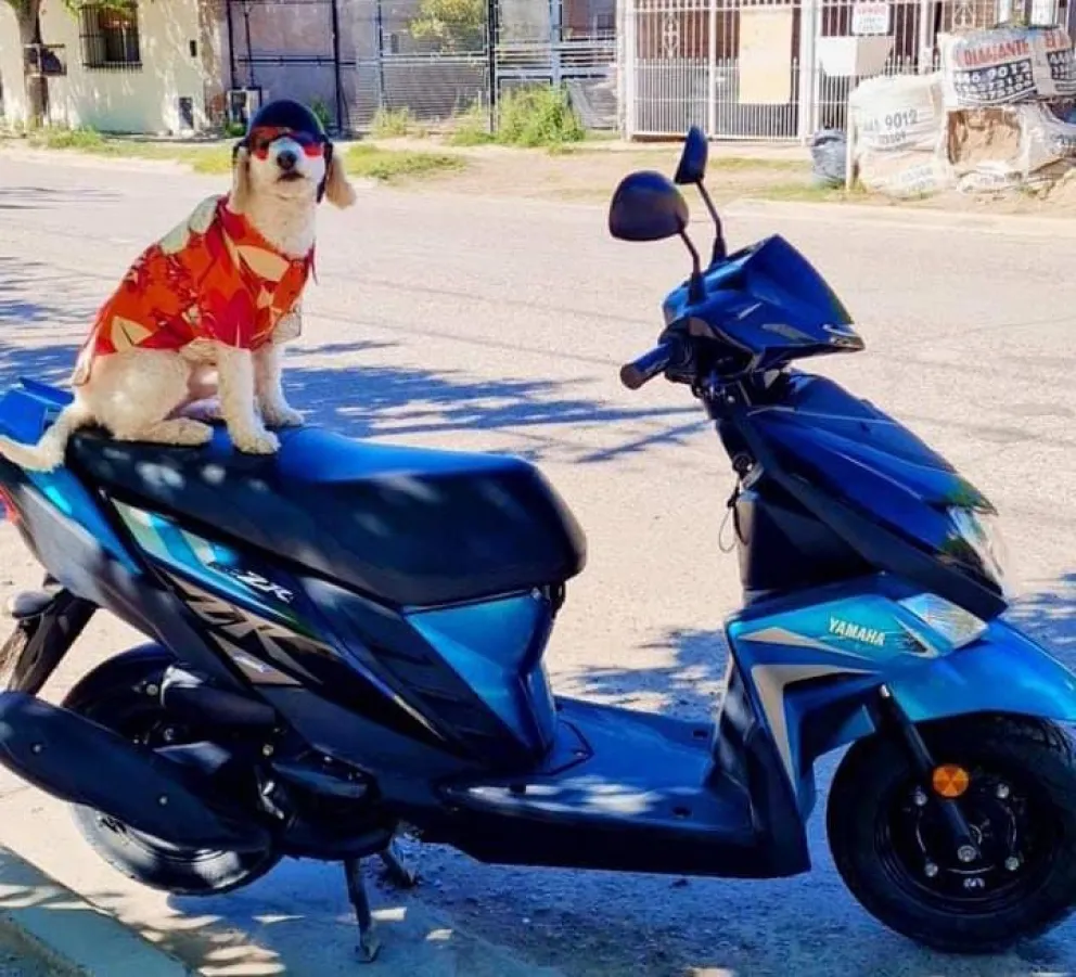 El perrito motoquero que conquista el valle y las redes sociales