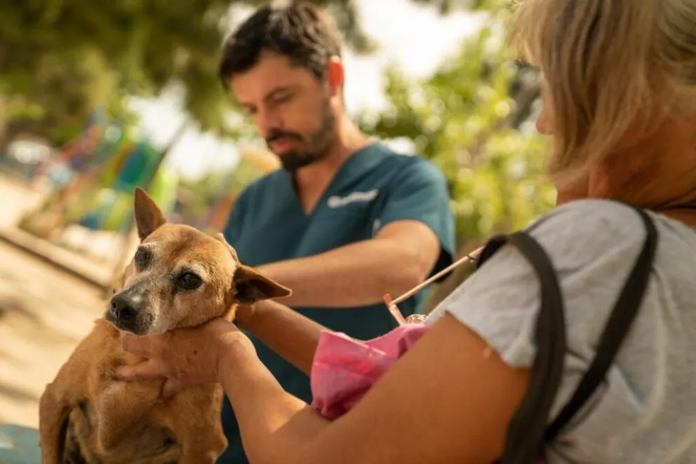   Zoonosis intensifica su compromiso con el bienestar animal en Cipolletti