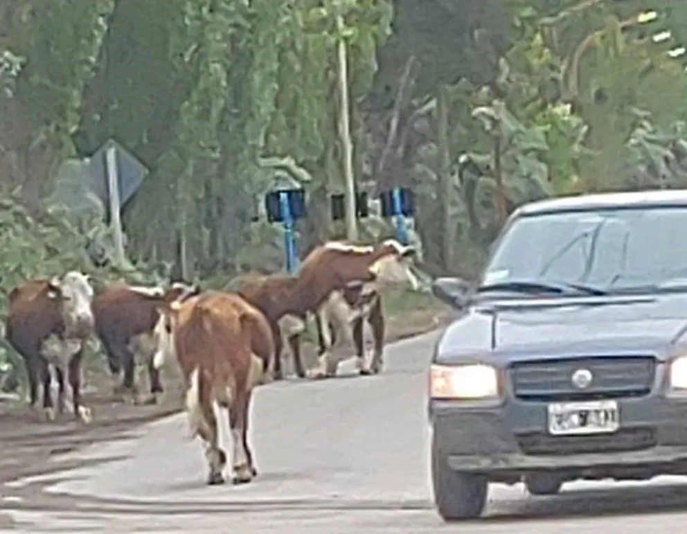 Cuidado: animales sueltos por San Luis