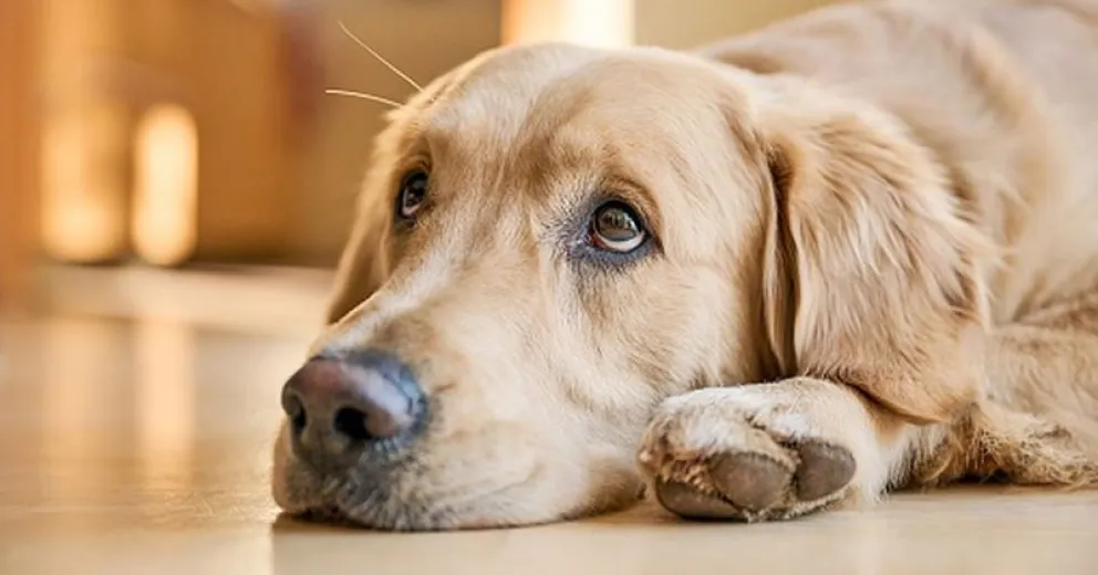 Mantén tu hogar fresco y sin olores con estos trucos para eliminar el olor a perro