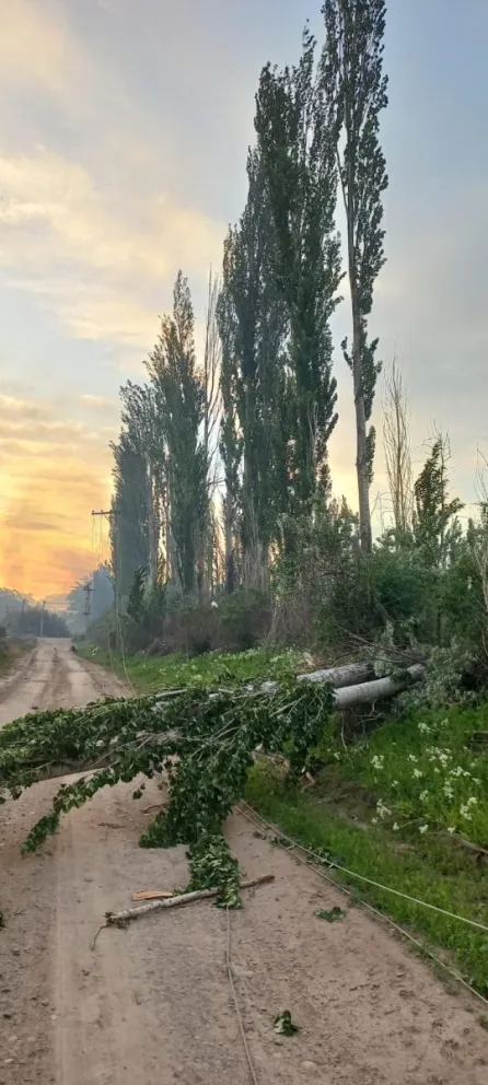 Vecinos de Santa Elena preocupados por la caída de árboles 