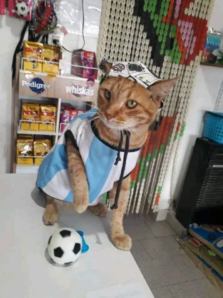 Regresó “Polo”, el gatito que ayuda a curar “las heridas del alma”