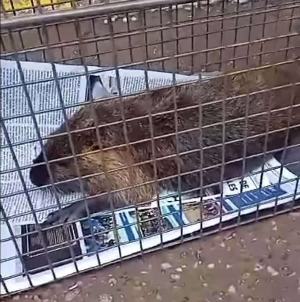 Encontraron una nutria herida en el centro de Cipolletti