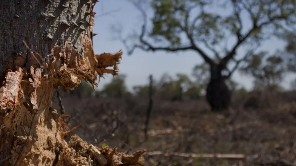 El Gobierno asignó para el año que viene solo el 7% del presupuesto que corresponde a la protección de bosques