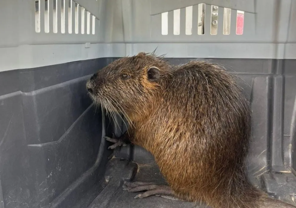 ¿Una nutria o un coipo? Una de roedores en la Patagonia