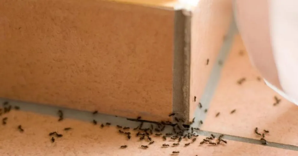 Truco infalible para eliminar las hormigas del hogar de forma efectiva