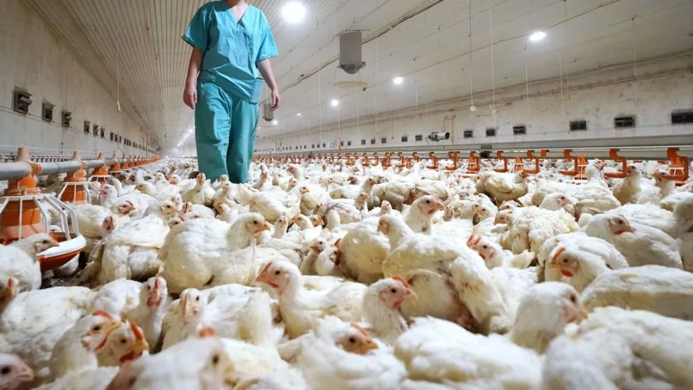 Medida drástica para frenar la gripe aviar en EE.UU: sacrificarán a casi 1 millón de pollos