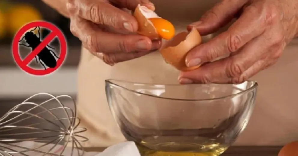 Truco casero para ahuyentar cucarachas: el poder oculto de las claras de huevo