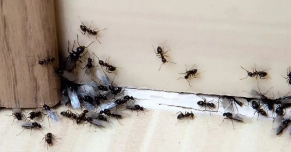 Tips y trucos caseros para deshacerte de las hormigas
