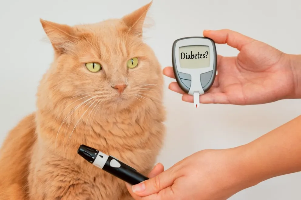 La diabetes, una enfermedad que también afecta a perros y gatos