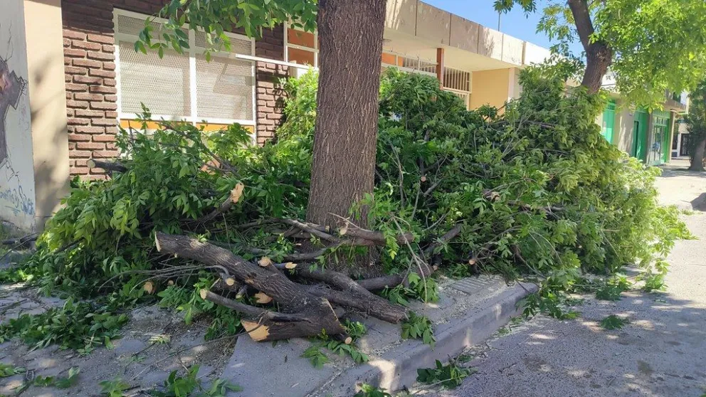 Luego del viento viene la jornada de recolección de ramas
