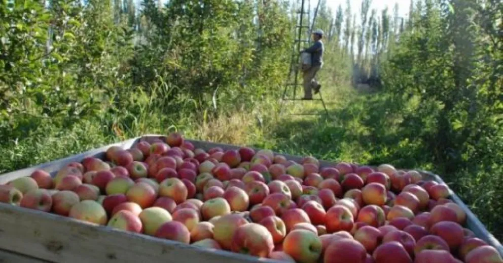 Un puesto de frutas de la ciudad con riesgo de ser clausurado