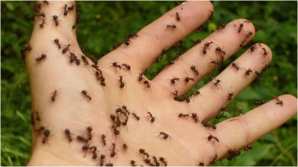 Descubren el increíble truco para ahuyentar hormigas sin matarlas