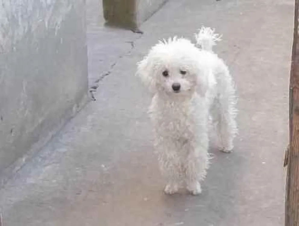Robó un caniche y fue imputado por dejar sus huellas en un frasco de perfume