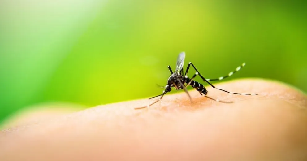 Truco casero infalible para alejar los mosquitos de tu hogar