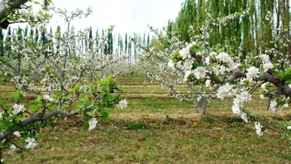 Cómo impactará la primavera ventosa en la producción frutícola