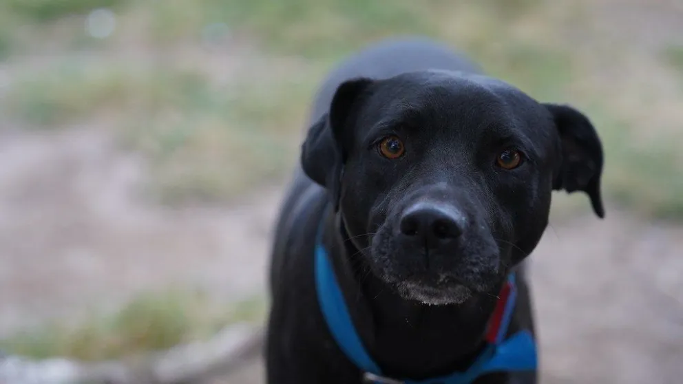 Castraciones gratuitas de mascotas en Cipolletti: se suman nuevos días y lugares