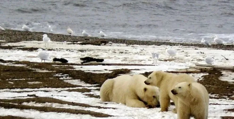 El Ártico enfrenta su verano más caluroso en la historia