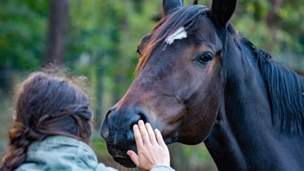 Salud alerta por dos casos de Encefalomielitis Equina en la provincia y brindan recomendaciones