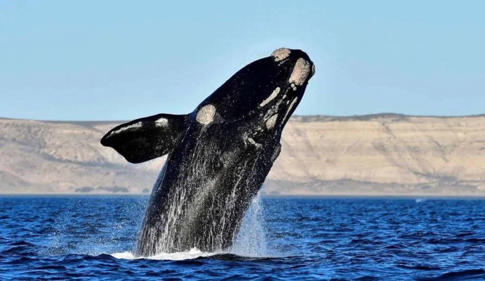 Crías de ballena en peligro: el acoso de las gaviotas amenaza su supervivencia